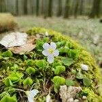 Oxalis acetosellaЦветок