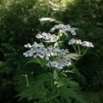 Achillea macrophylla Flor