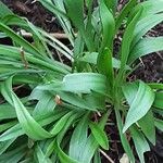 Armeria pseudarmeria Leht