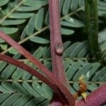 Albizia carbonaria Azala