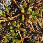 Sesuvium portulacastrum Leht