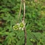 Silene stellata Kwiat