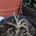 Tillandsia paucifolia 葉