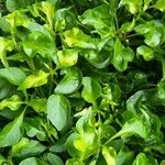 Alternanthera bettzickiana Hoja