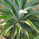 Agave demeesteriana Blatt