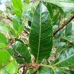 Schinus terebinthifolius Leaf