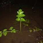 Oenanthe sarmentosa Leaf