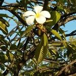 Plumeria obtusaÇiçek