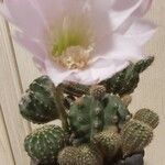 Echinopsis oxygona Hábito