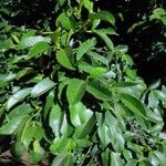 Garcinia mangostana Leaf