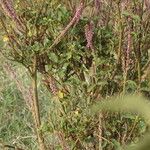 Achyranthes aspera 樹皮