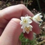 Nothoscordum bivalve Blomma