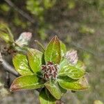 Malus sylvestrisFlower