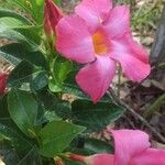 Mandevilla splendens Цветок