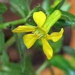 Cuphea carthagenensis Flower