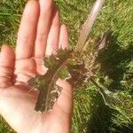 Sonchus asper Blad