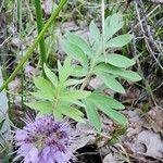 Hydrophyllum capitatum Flor