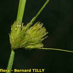 Carex bohemica Плід