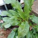Rumex patientia Leaf
