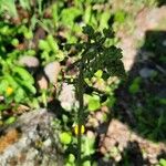 Verbascum phoeniceum Fiore