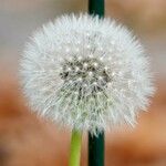 Taraxacum rubicundum Mbuma
