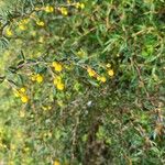 Berberis empetrifolia Цвят