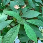 Hydrangea chinensis Folha