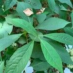 Hydrangea chinensis Leaf