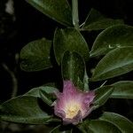 Pereskia sacharosa Flower