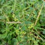 Euphorbia hyssopifolia Blatt