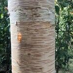 Betula maximowicziana 樹皮