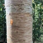 Betula maximowicziana Кара