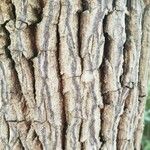 Halesia carolina Bark