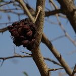 Dichrostachys cinerea Fruit