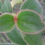 Miconia dependens Feuille