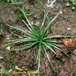 Isoetes durieui Habit