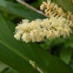 Senegalia ataxacantha Flors