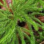 Lycopodium dendroideum Levél