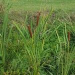 Typha latifolia Fruto