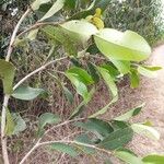 Mascarenhasia arborescens Otro