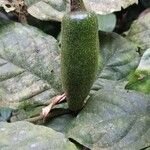 Rothmannia octomera Fruit