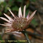 Xeranthemum annuum Flors