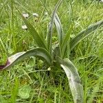 Anacamptis fragrans Folio