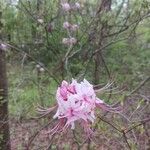 Rhododendron periclymenoides Blüte