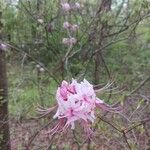 Rhododendron periclymenoides 花