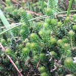 Empetrum nigrum Hoja
