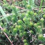 Empetrum nigrum Leaf