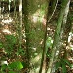 Pouteria brachyandra Kabuk