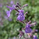 Nepeta × faassenii Floare