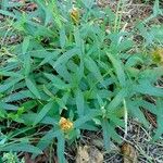 Hieracium sabaudum ഇല